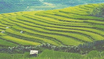 une rizière auu vietnam Saison 2017-2018